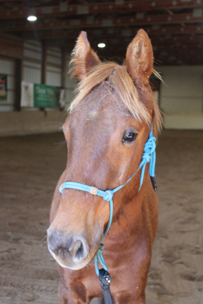 Sassafrass, 1yo American Saddlebred mare, 13.1hh