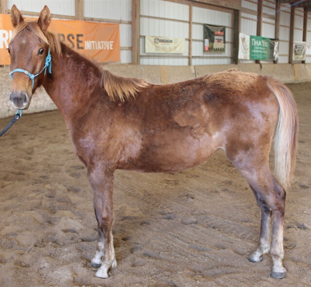 Sassafrass, 1yo American Saddlebred mare, 13.1hh