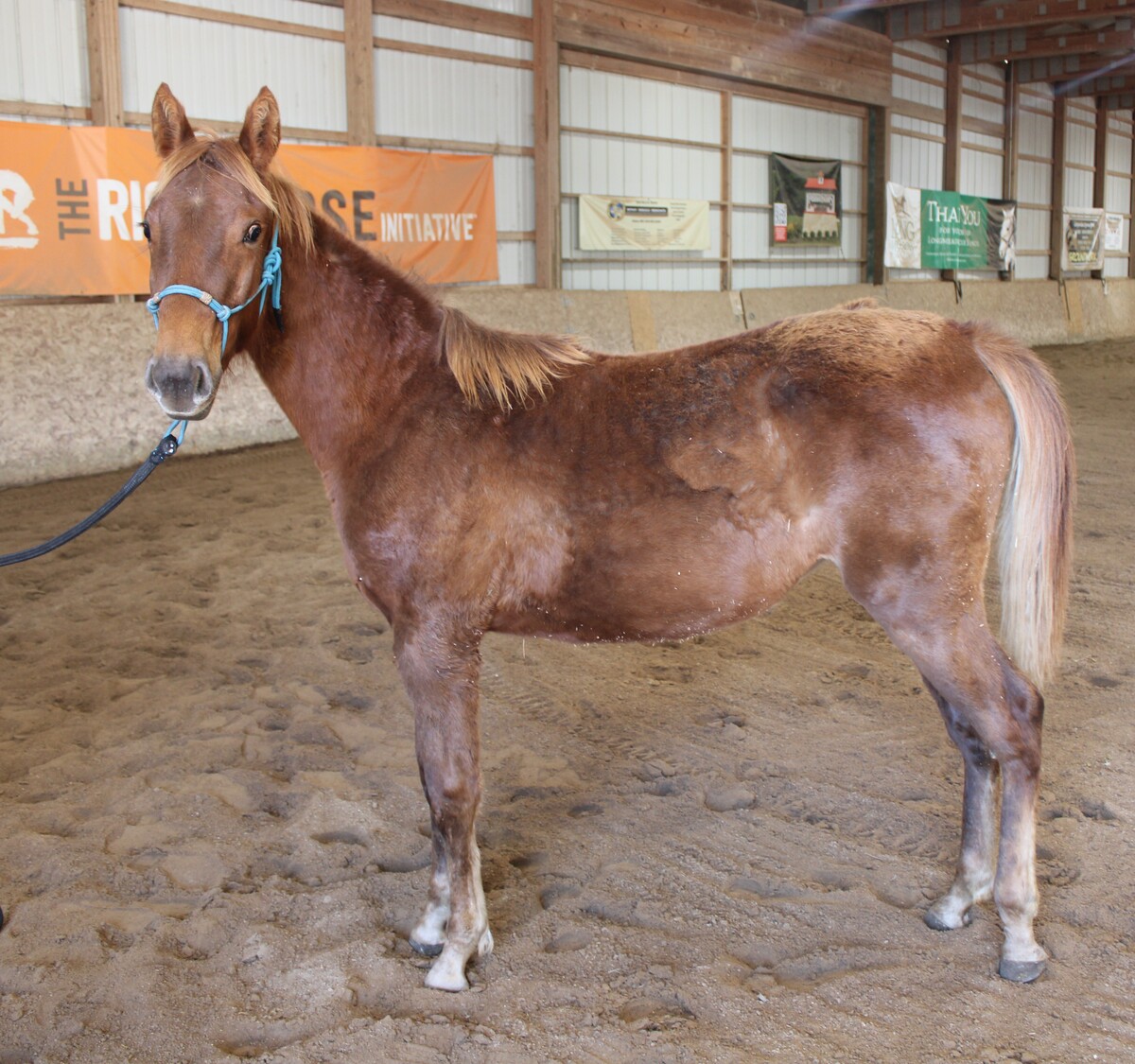 Sassafrass, 1yo American Saddlebred mare, 13.1hh