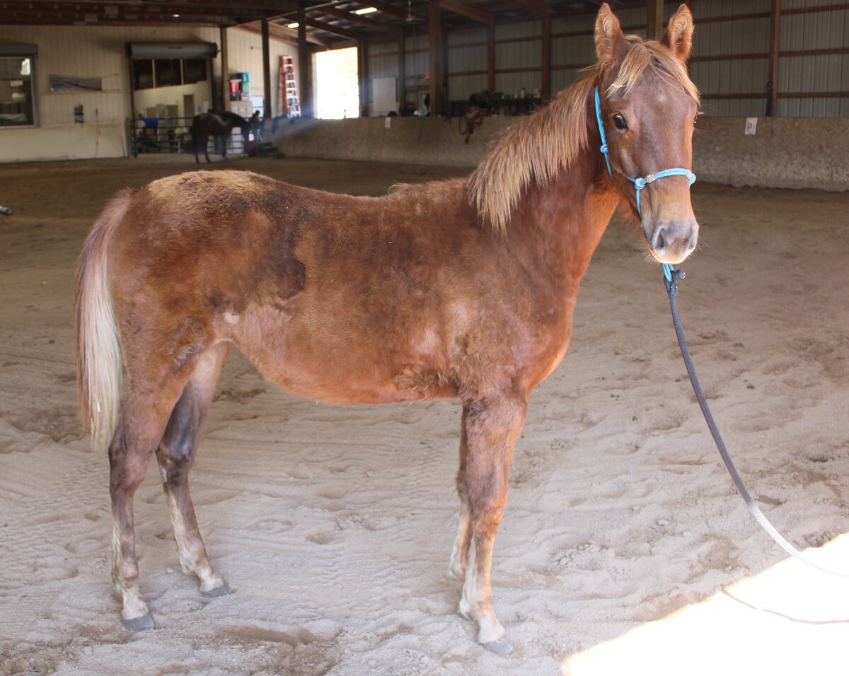 Sassafrass, 1yo American Saddlebred mare, 13.1hh