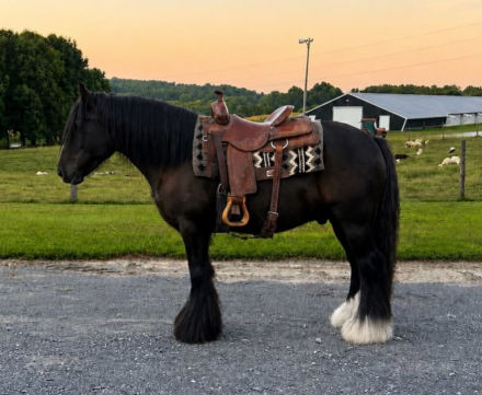 KNIGHT, 6yo Gypsy Vanner Horse gelding, 14.3hh