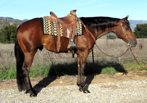 BORN TO BE A LEGACY (LEGACY), 3yo AQHA Quarter Horse gelding, 16.0hh
