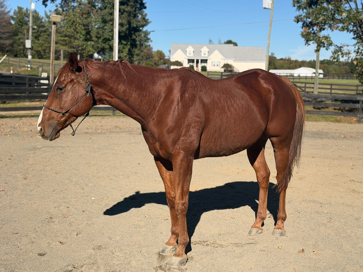 Kangaroo Court, 5yo Thoroughbred gelding, 3.0hh