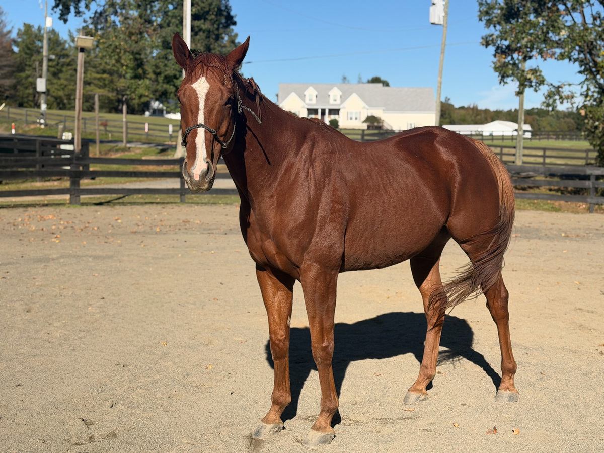 Kangaroo Court, 5yo Thoroughbred gelding, 3.0hh