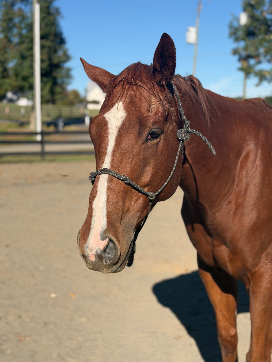 Kangaroo Court, 5yo Thoroughbred gelding, 3.0hh
