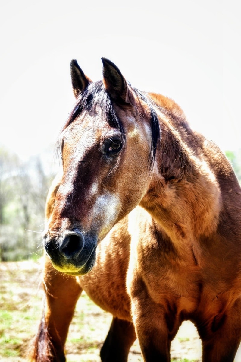 Dominic, 30yo Paso Fino gelding, 14hh