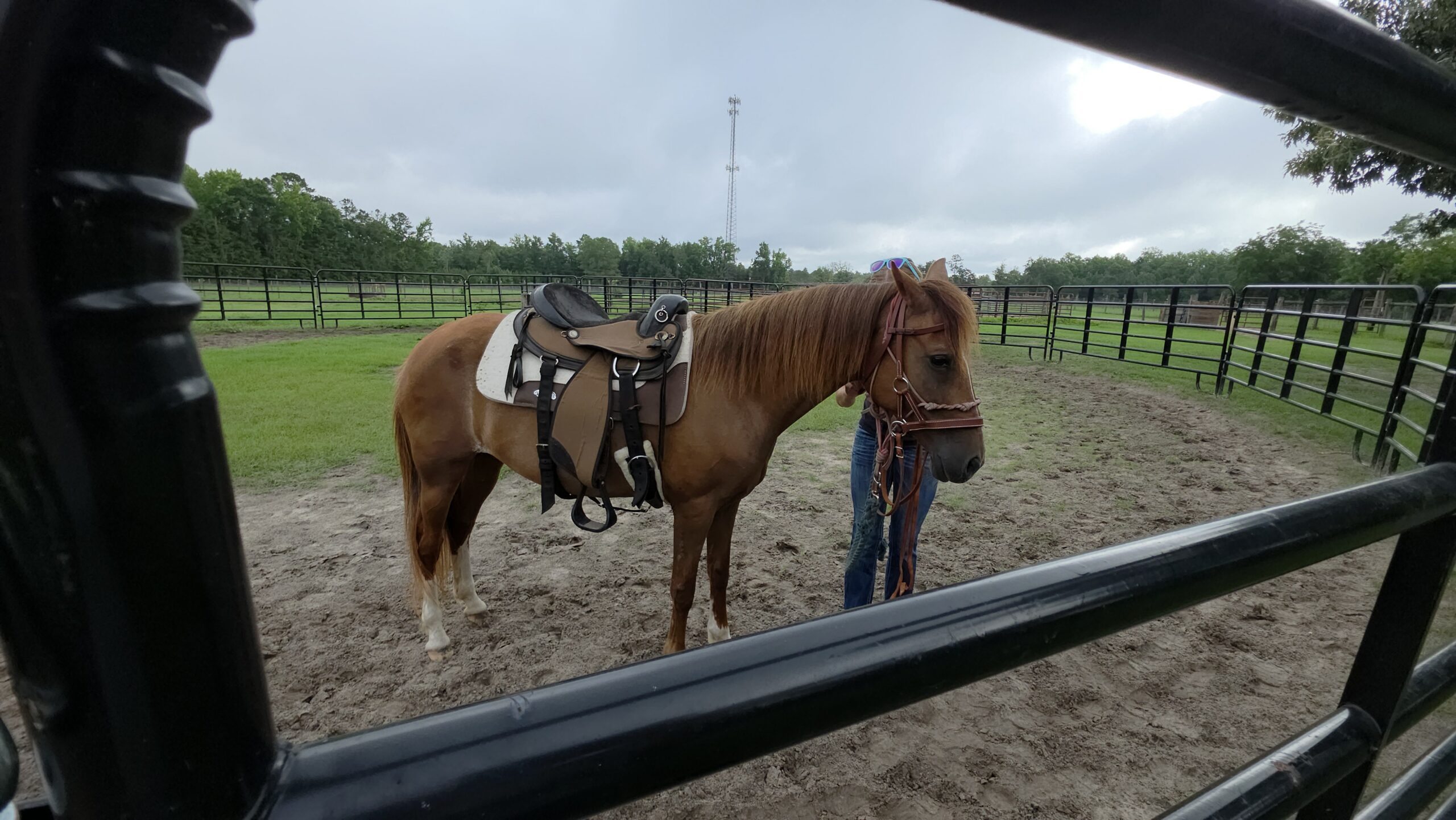 Dominic, 30yo Paso Fino gelding, 14hh