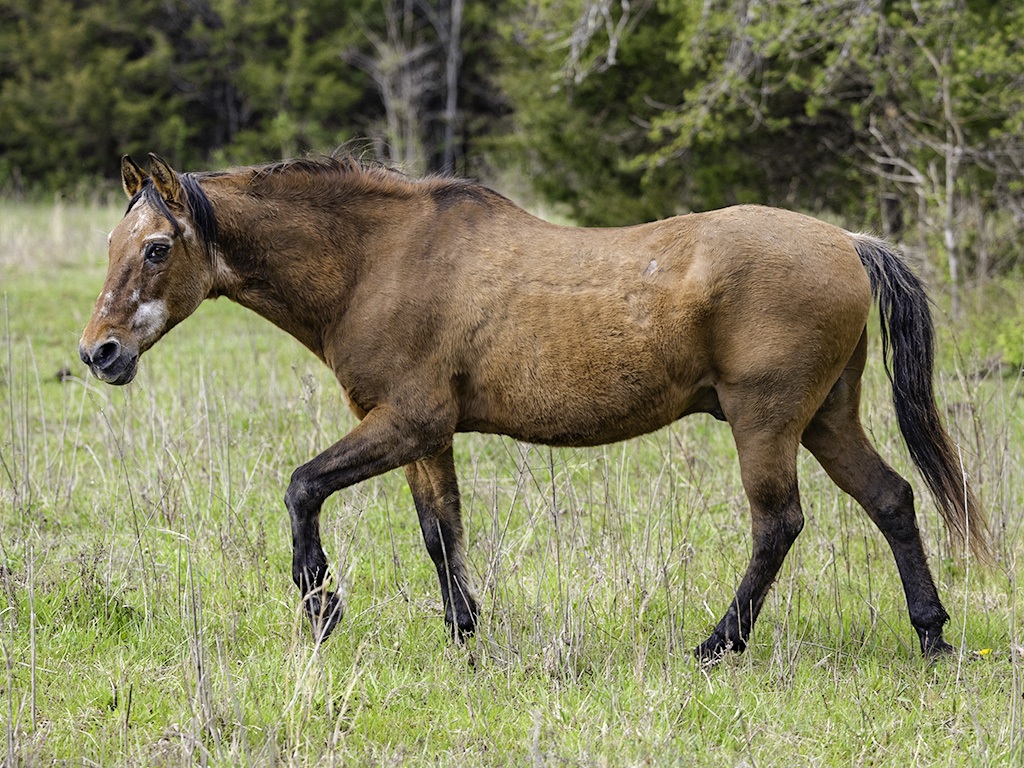 Dominic, 30yo Paso Fino gelding, 14hh