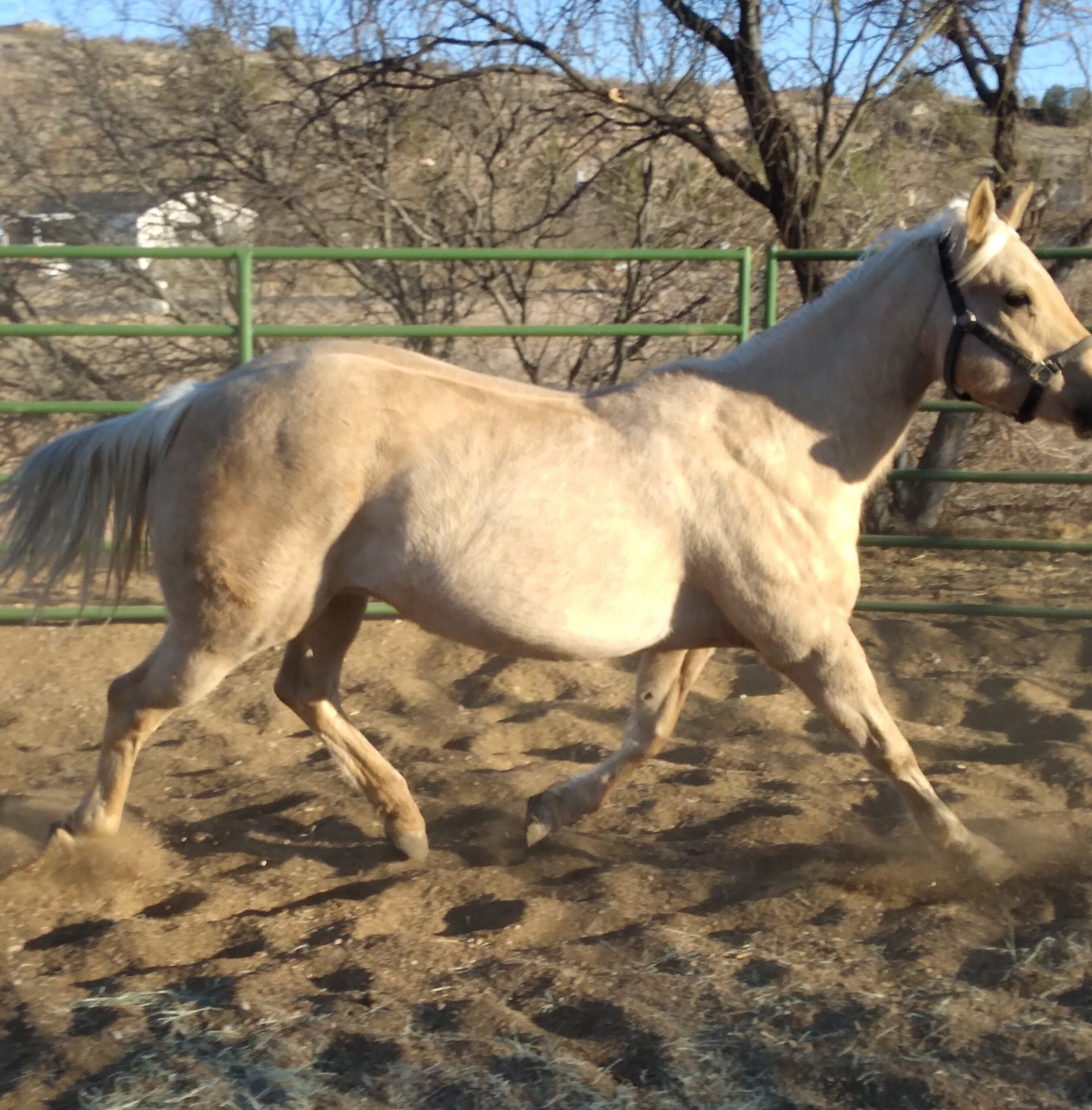 Foundation Blood, 20yo Quarter Horse mare