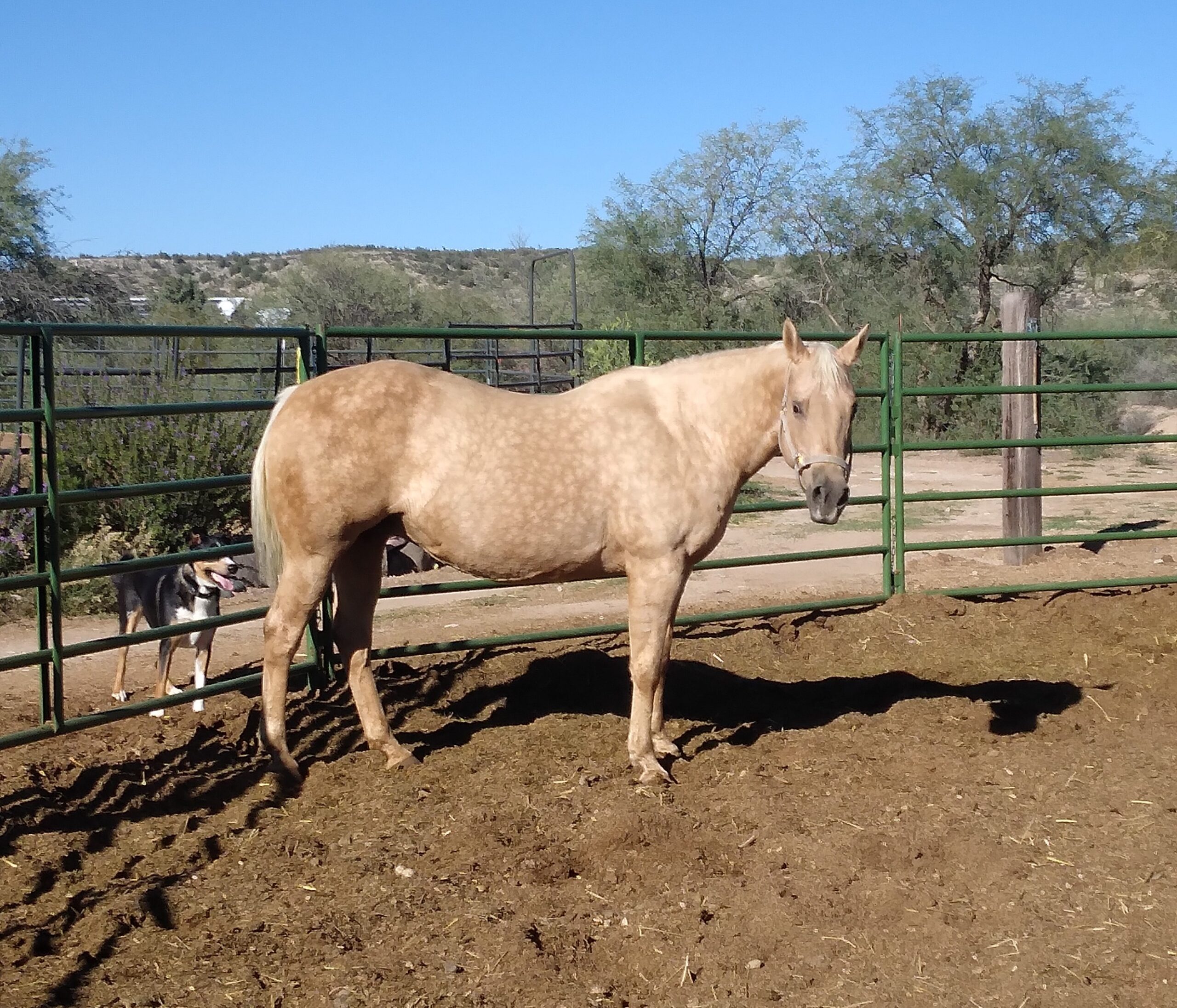 Foundation Blood, 20yo Quarter Horse mare