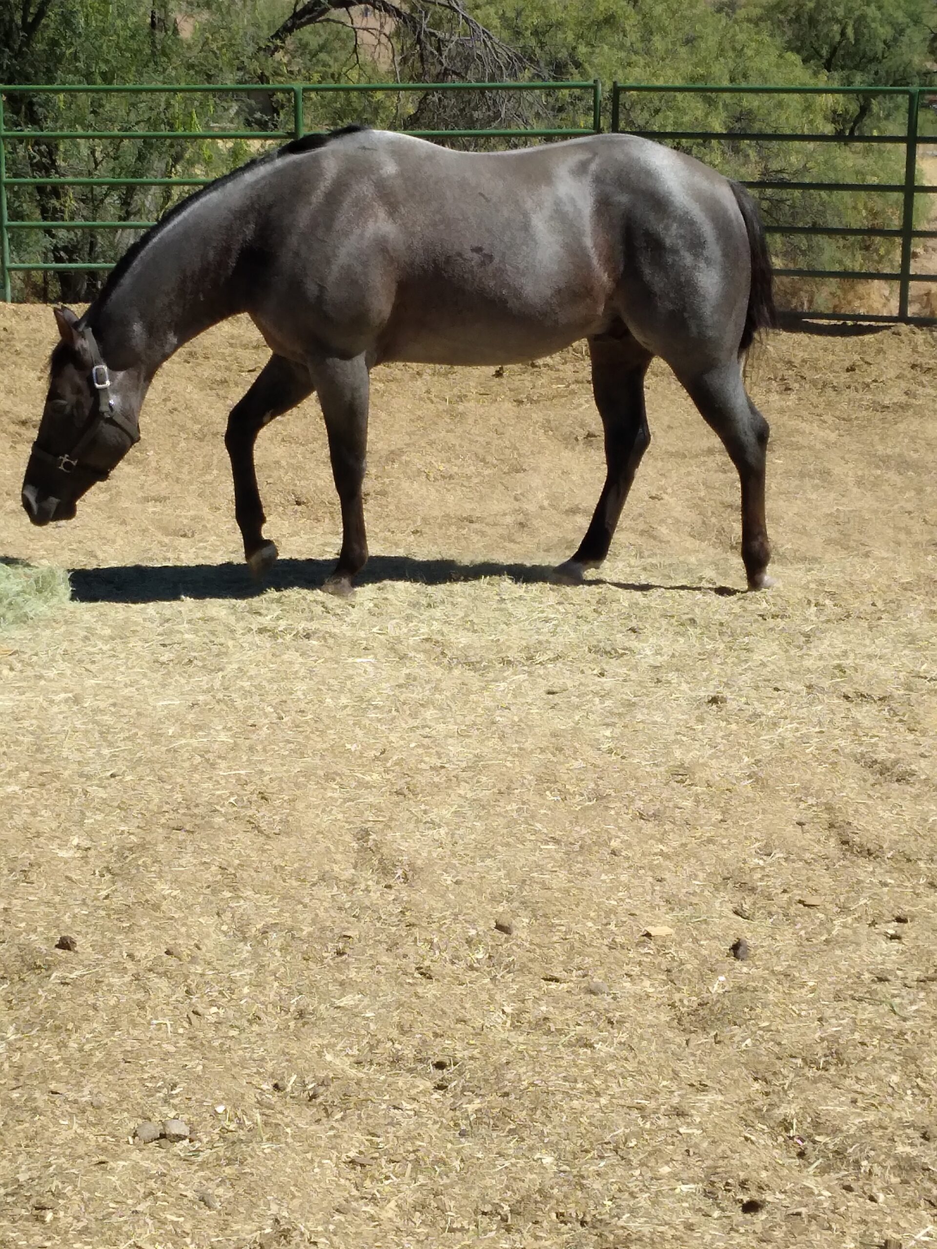 Foundation Blood, 20yo Quarter Horse mare