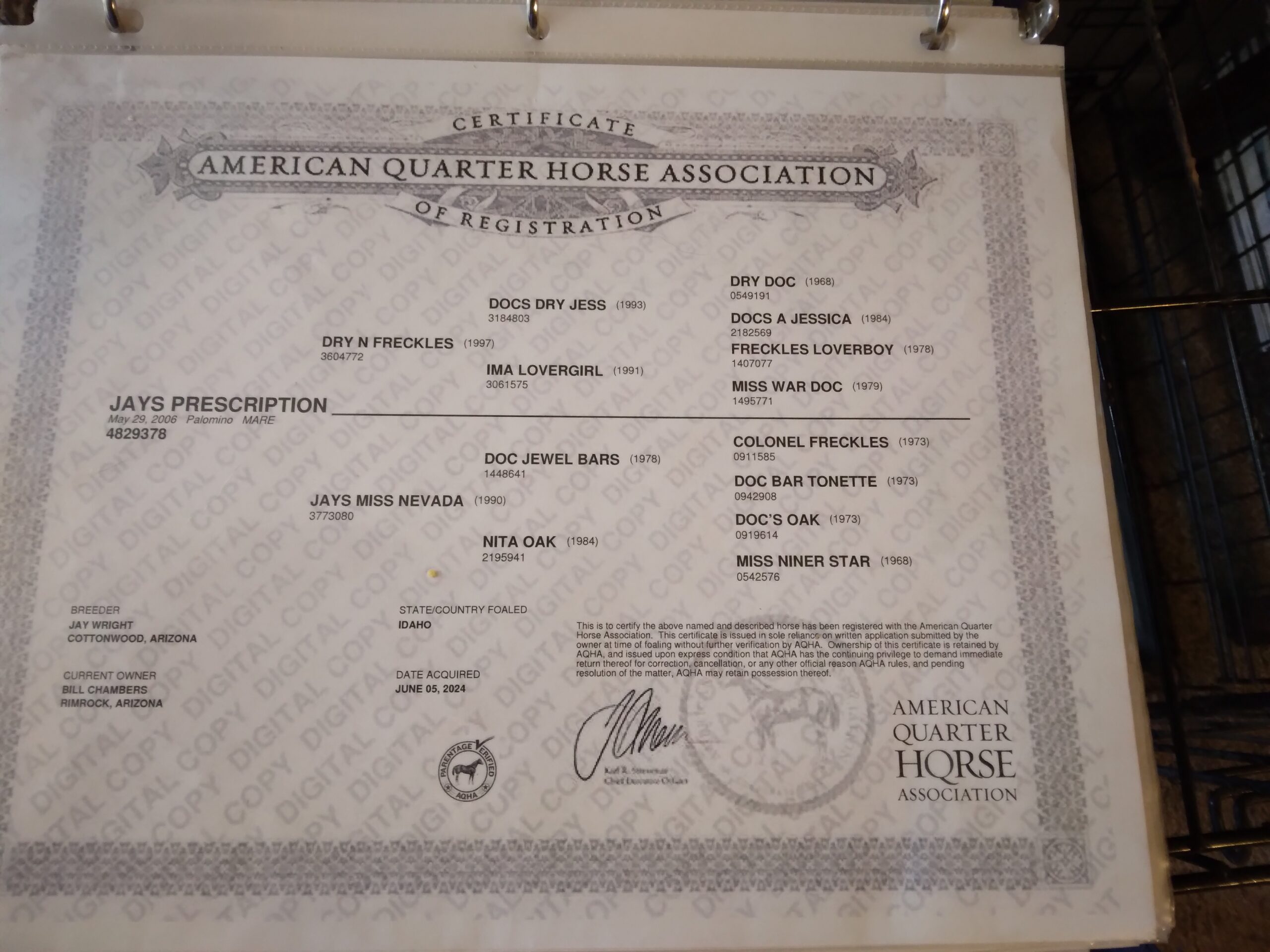 Foundation Blood, 20yo Quarter Horse mare