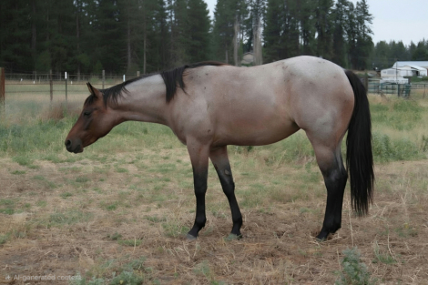 BIGTOOTSIEINTHEHOUSE, 2yo AQHA Quarter Horse filly, 15.2hh