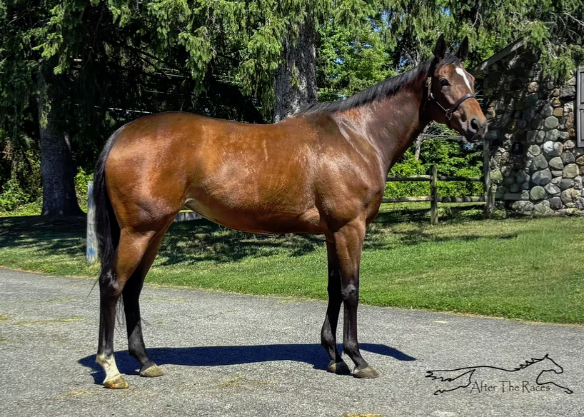 Not A Bother, 6yo Thoroughbred mare, 16.2hh