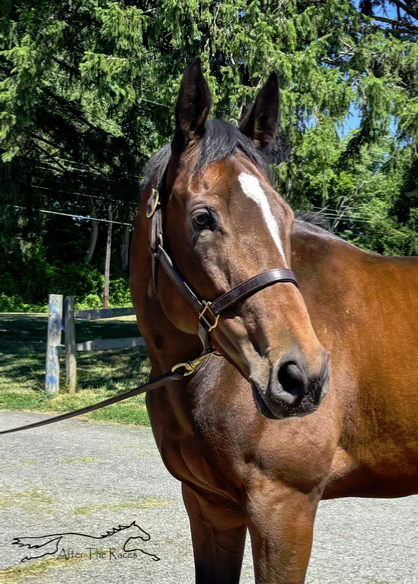 Not A Bother, 6yo Thoroughbred mare, 16.2hh
