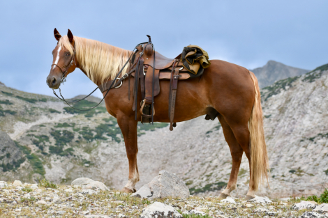 Stone, 9yo Kentucky Mountain Horse gelding, 15.3hh