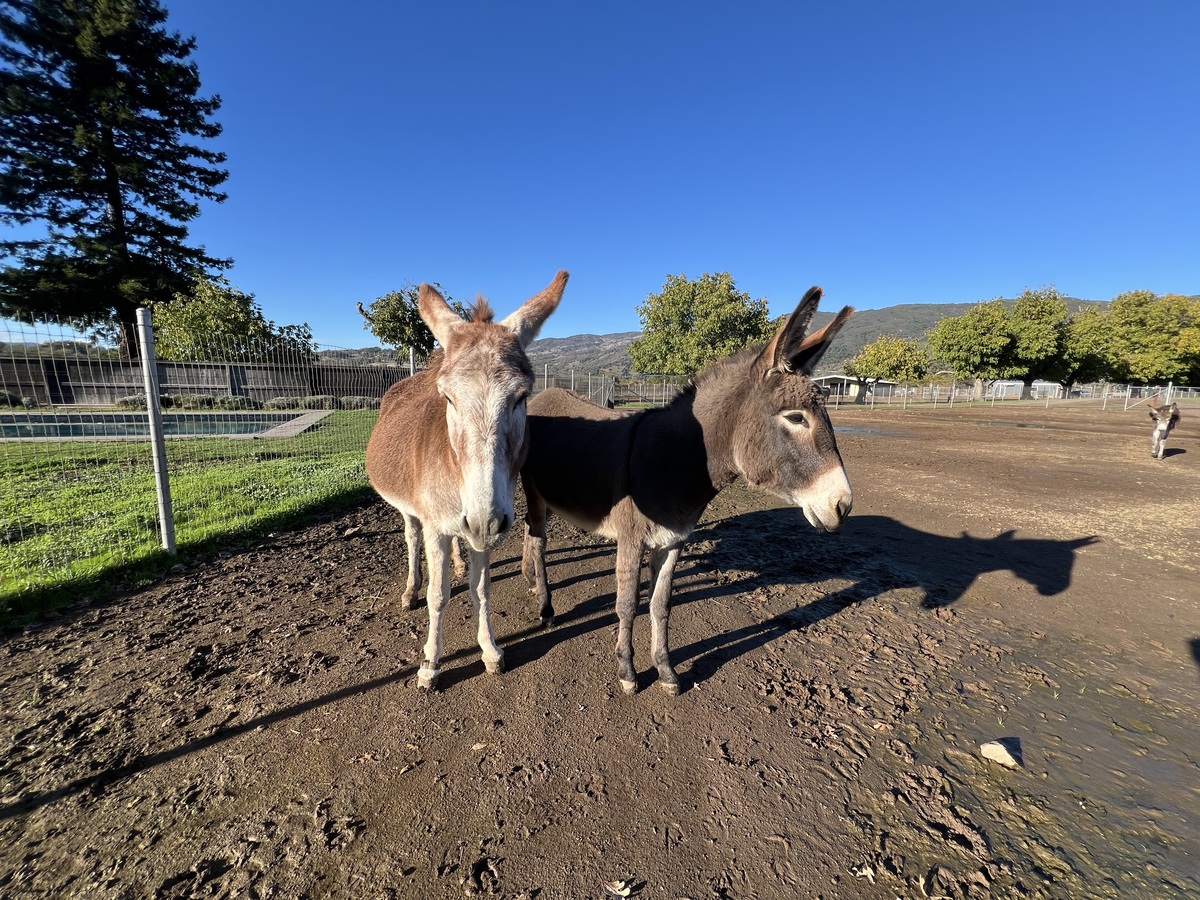 Lavendar, 2yo Donkey mare, 11.0hh
