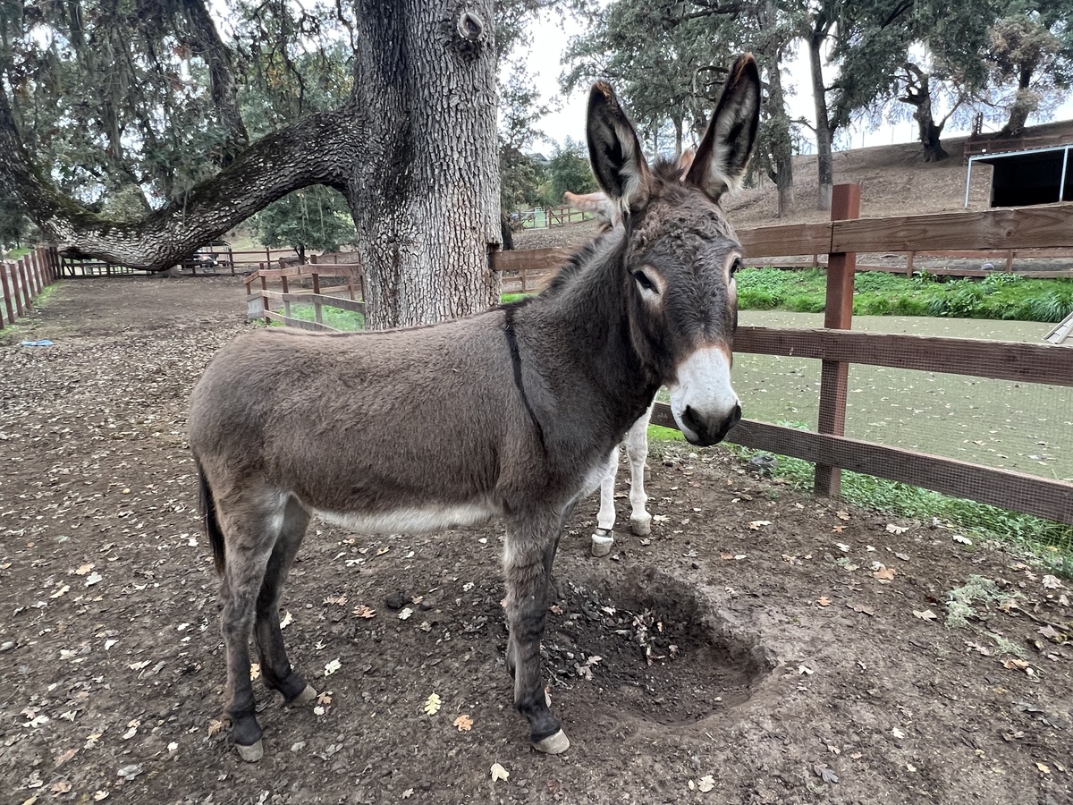 Lavendar, 2yo Donkey mare, 11.0hh