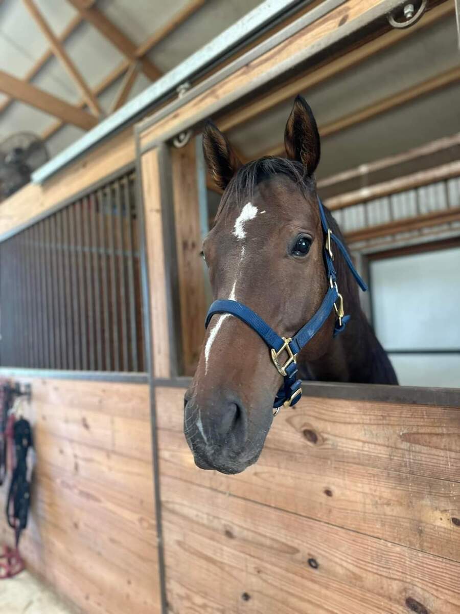 Big Northern River, 7yo Thoroughbred gelding, 16.3hh