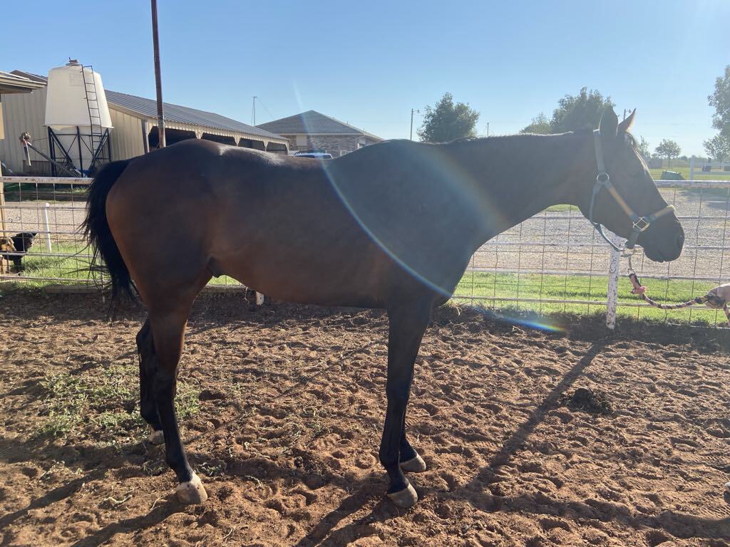 Big Northern River, 7yo Thoroughbred gelding, 16.3hh