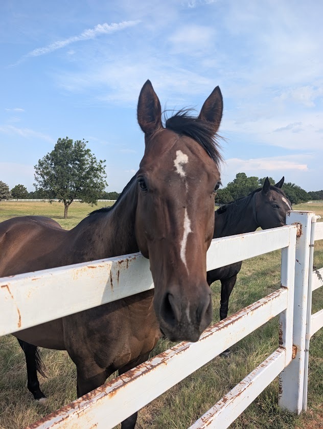 Big Northern River, 7yo Thoroughbred gelding, 16.3hh