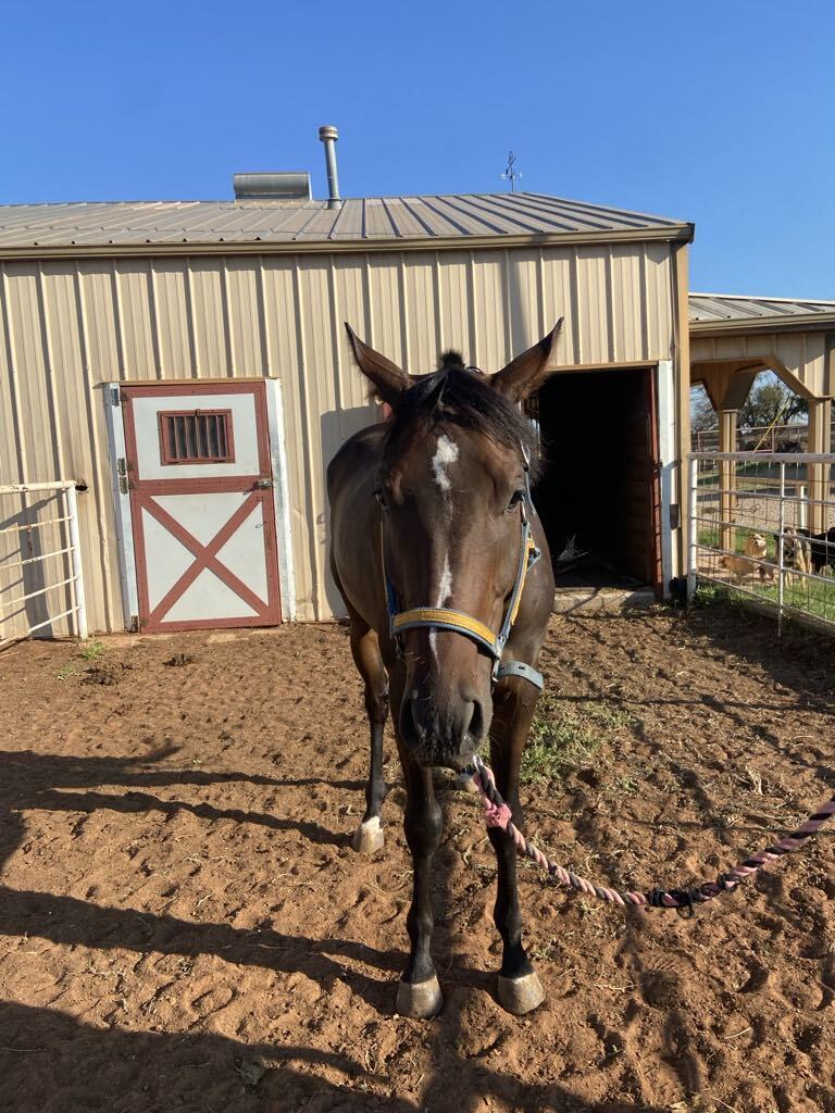 Big Northern River, 7yo Thoroughbred gelding, 16.3hh