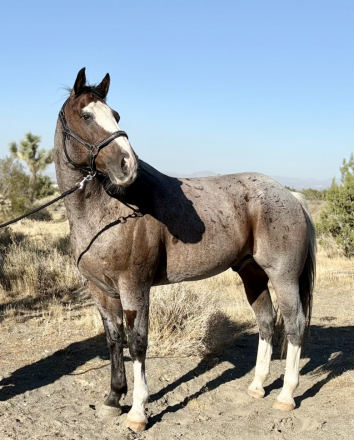 1/2 Draft “Bear” (Bear), 13yo Draft Horse Cross AQHA Quarter Horse gelding, 16.0hh