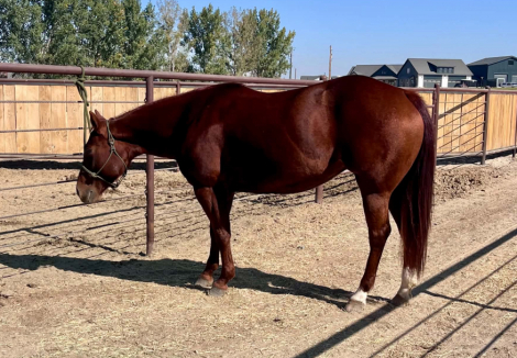 DCR Miss Reymantic (Sammie), 5yo AQHA Quarter Horse mare, 13.3hh