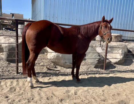 DCR Miss Reymantic (Sammie), 5yo AQHA Quarter Horse mare, 13.3hh