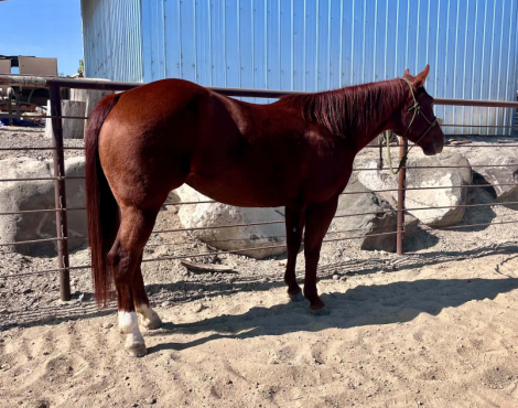 DCR Miss Reymantic (Sammie), 5yo AQHA Quarter Horse mare, 13.3hh