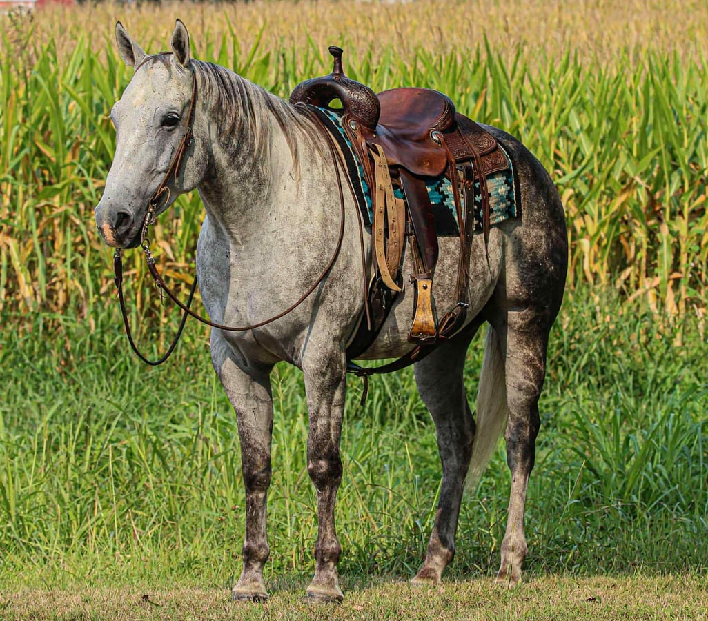 American Quarter Horse, 8yo American Quarter Horse gelding, 15.3hh
