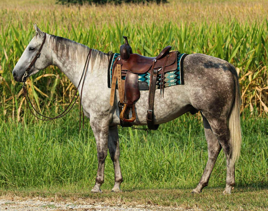 American Quarter Horse, 8yo American Quarter Horse gelding, 15.3hh