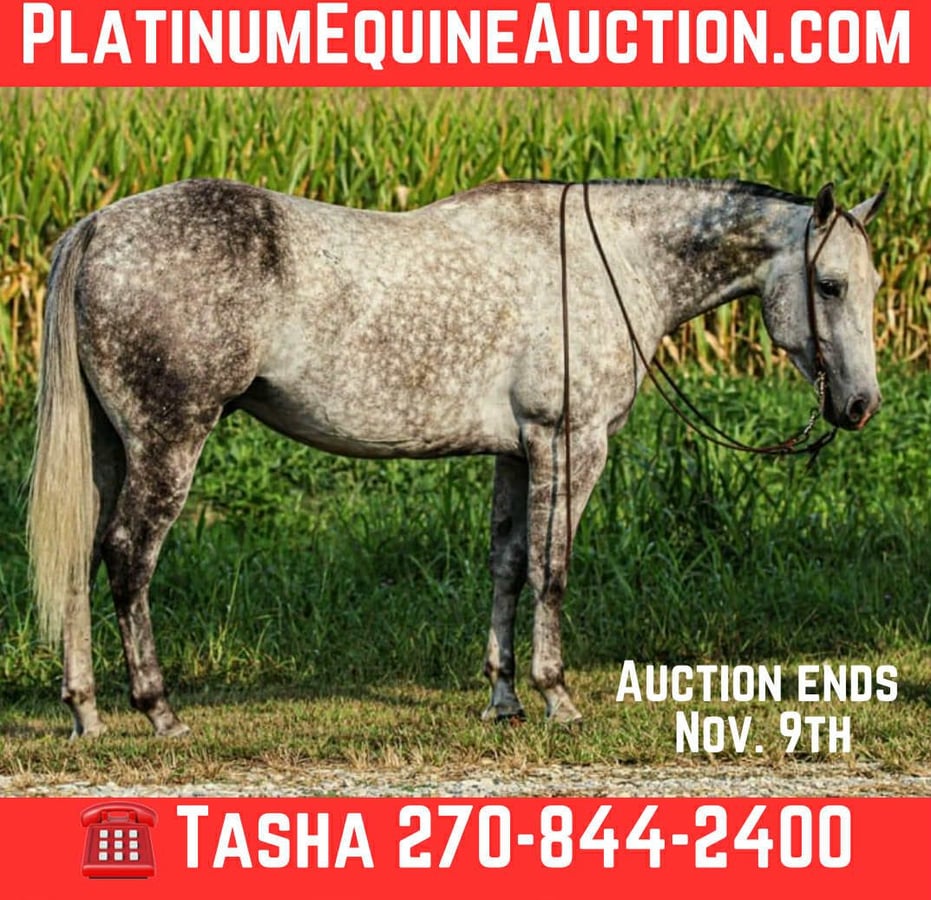 American Quarter Horse, 8yo American Quarter Horse gelding, 15.3hh