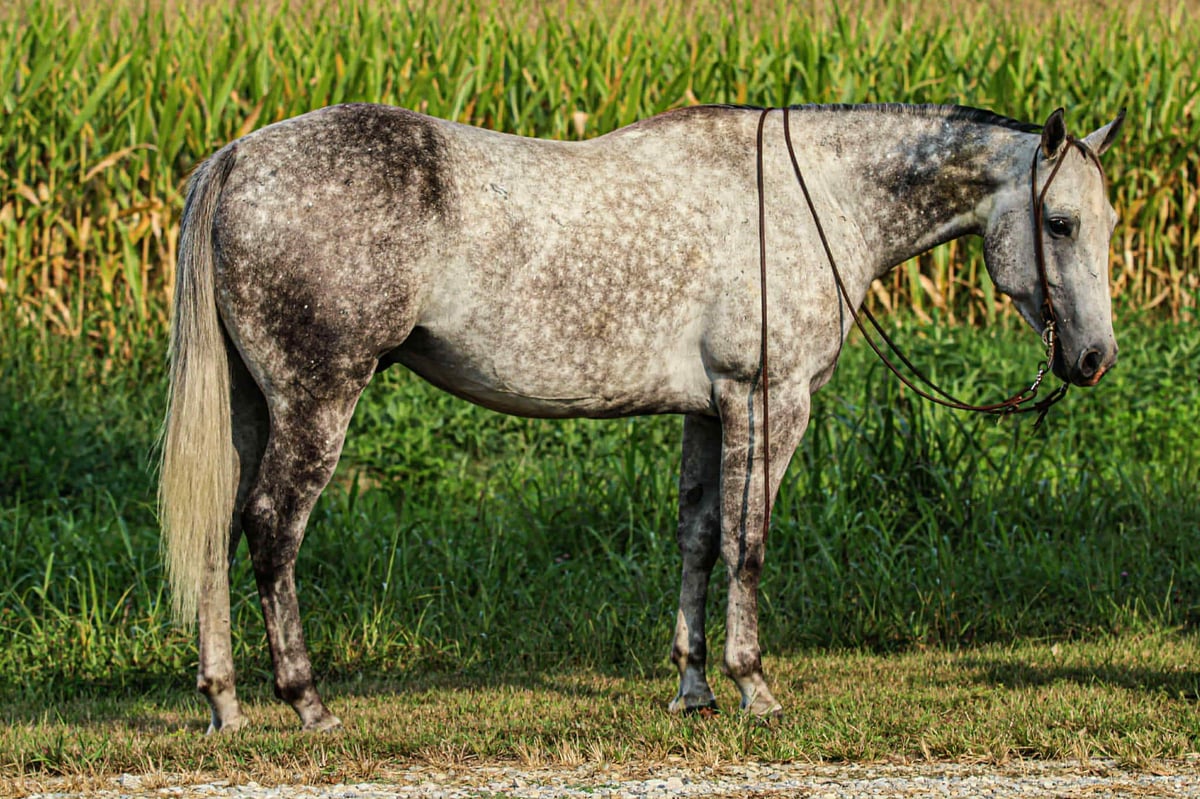 American Quarter Horse, 8yo American Quarter Horse gelding, 15.3hh