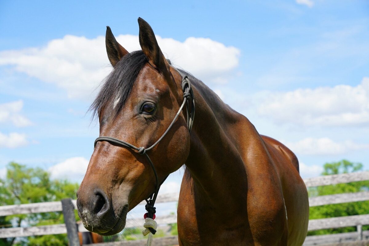 Laurel, 8yo Other/Morgan mare, 14.3hh