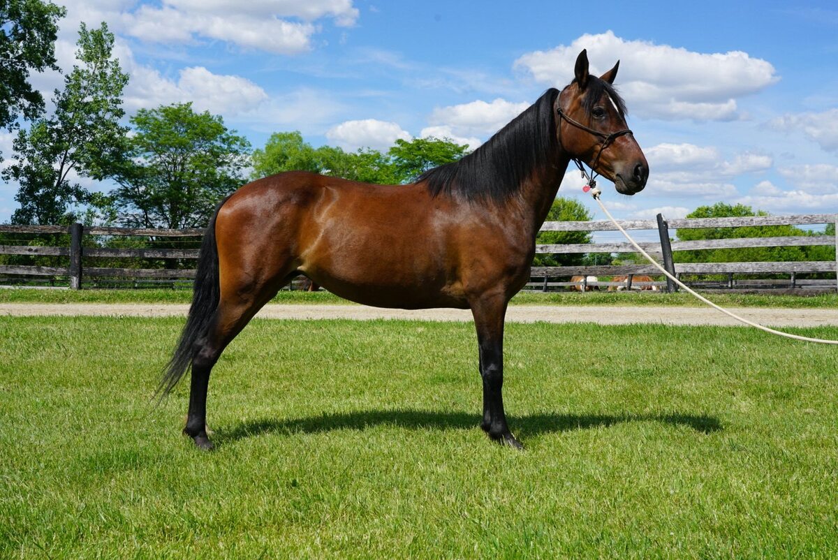 Laurel, 8yo Other/Morgan mare, 14.3hh