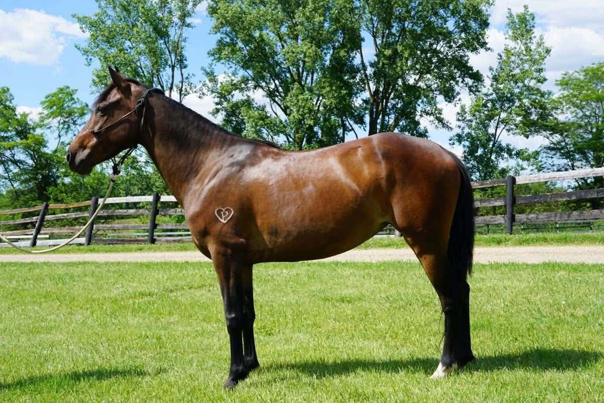 Laurel, 8yo Other/Morgan mare, 14.3hh