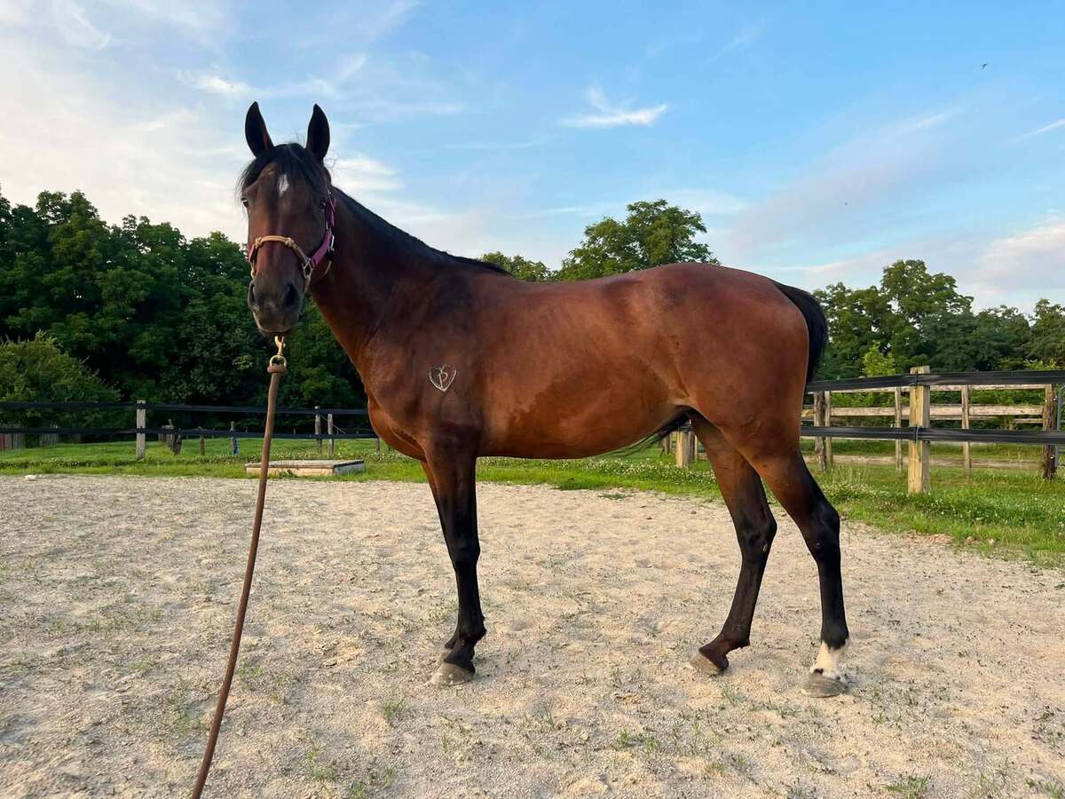 Laurel, 8yo Other/Morgan mare, 14.3hh