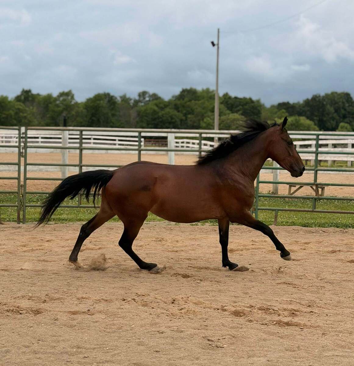 Laurel, 8yo Other/Morgan mare, 14.3hh