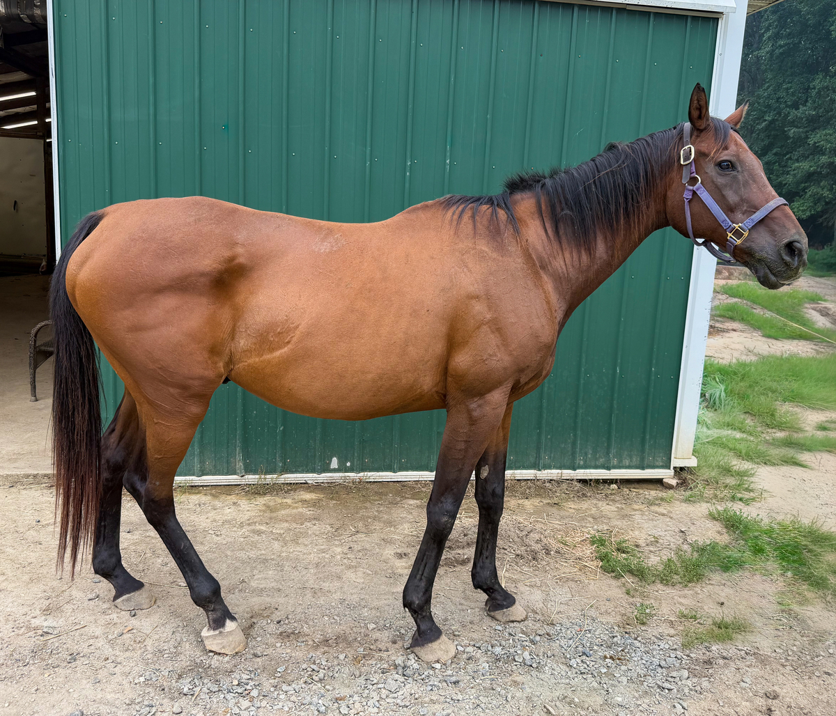 Arthur, Thoroughbred gelding, 16.1hh