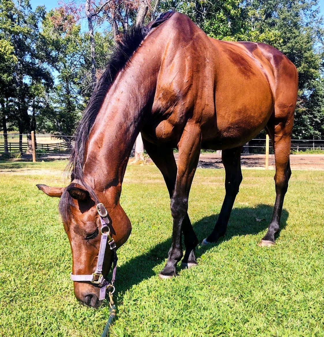 Arthur, Thoroughbred gelding, 16.1hh