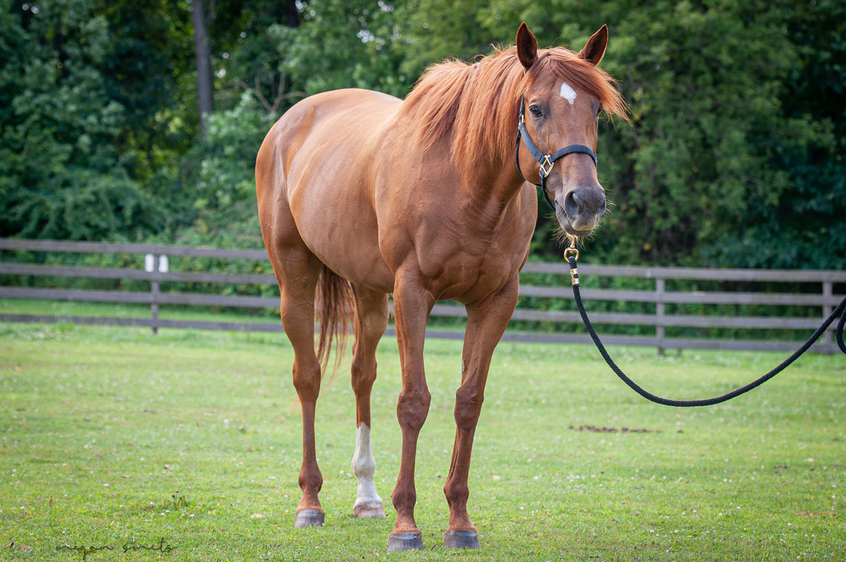 Josie, 11yo Thoroughbred mare, 16.0hh