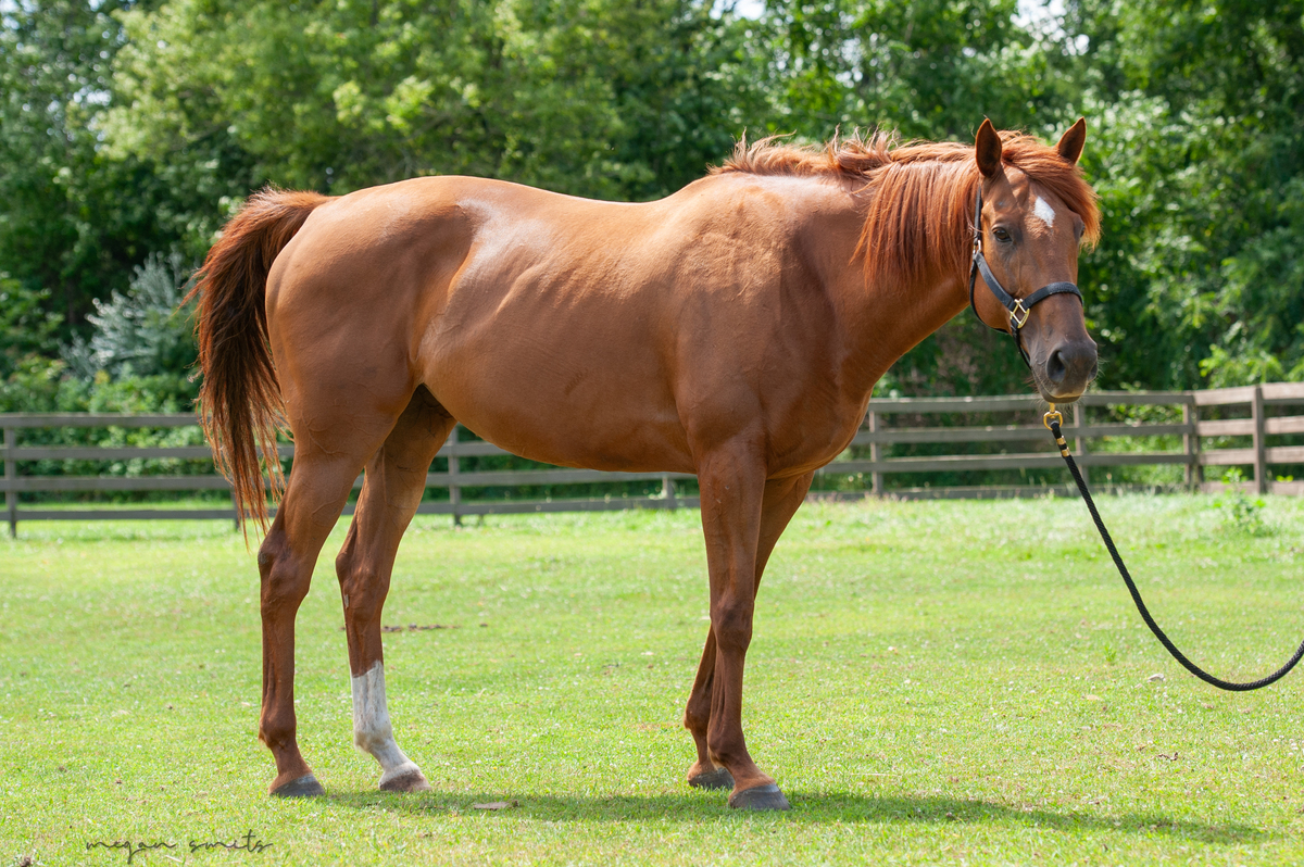 Josie, 11yo Thoroughbred mare, 16.0hh
