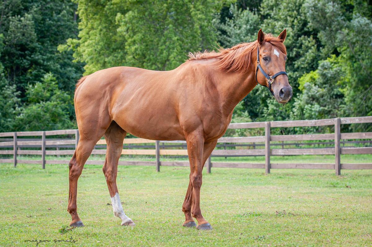 Josie, 11yo Thoroughbred mare, 16.0hh