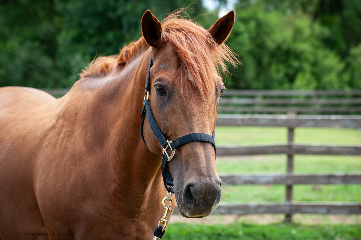 Josie, 11yo Thoroughbred mare, 16.0hh