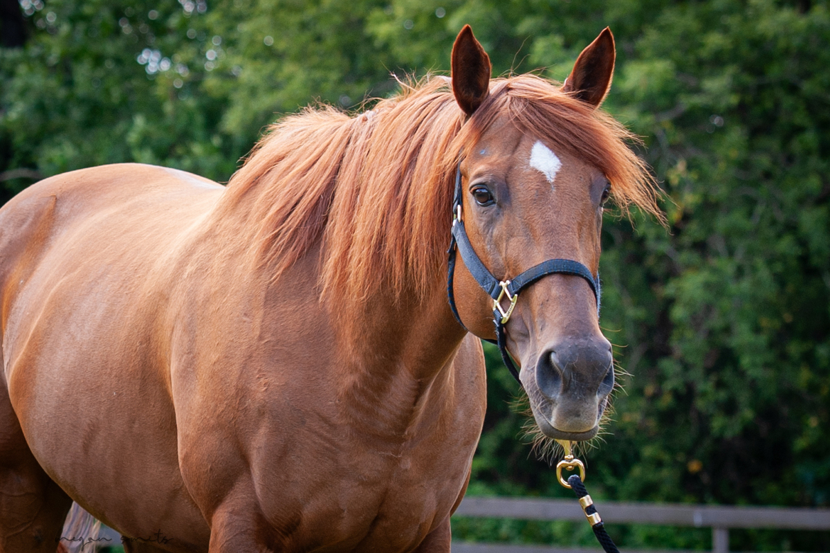 Josie, 11yo Thoroughbred mare, 16.0hh