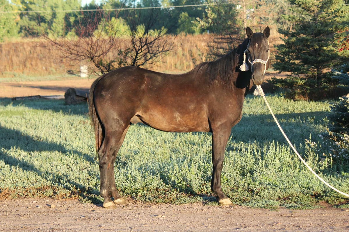 Beautiful Black, 7yo American Quarter Horse gelding