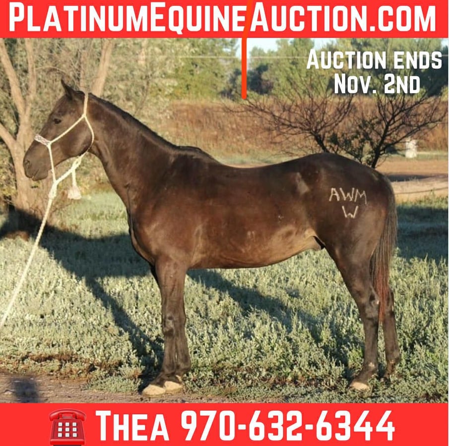 Beautiful Black, 7yo American Quarter Horse gelding
