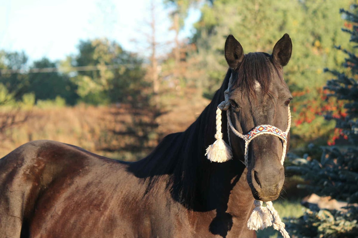 Beautiful Black, 7yo American Quarter Horse gelding