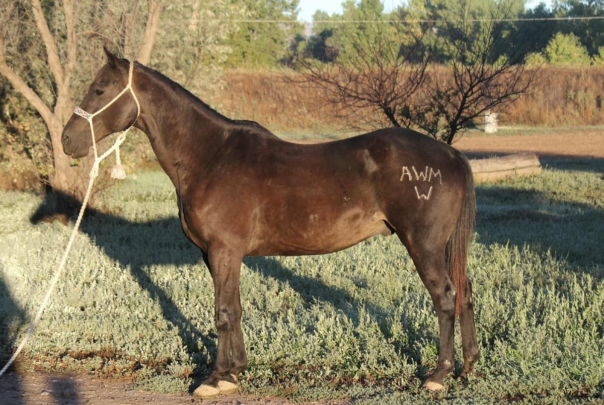 Beautiful Black, 7yo American Quarter Horse gelding